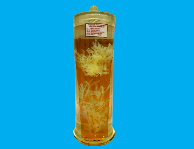 Bảo tàng Ninh thuận